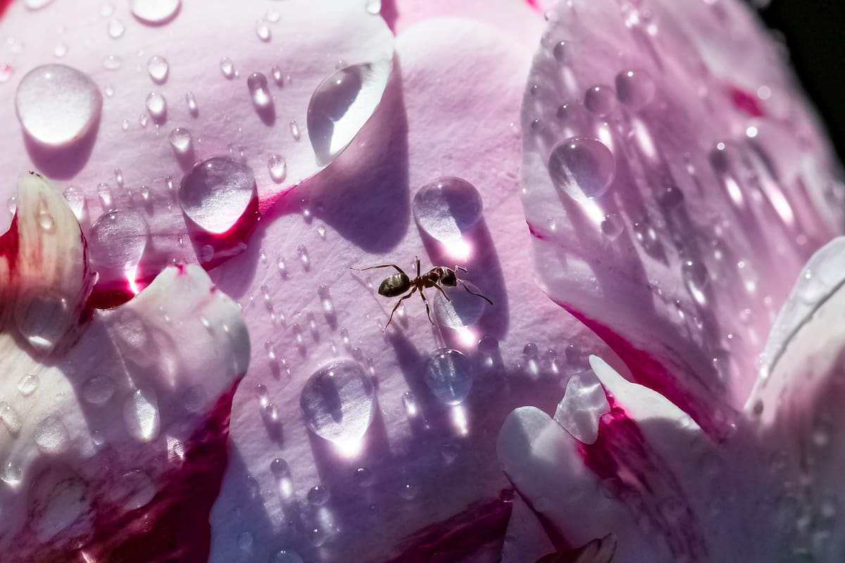 Los insectos pueden generar decisiones inteligentes a partir de información local