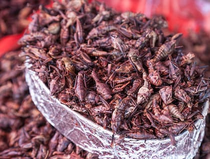 Los insectos se valoran por su contenido de proteínas, hierro, zinc y grasas saludables, además de su eficiencia en el uso de agua y espacio