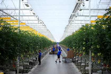 Los interesados deben enviar su solicitud a través del Departamento de Agricultura de Nueva York