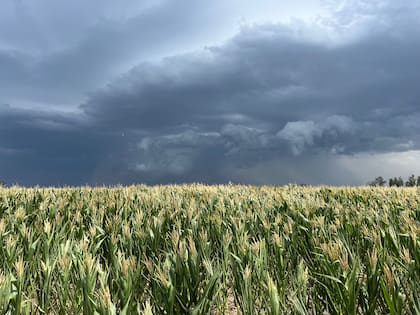 Los invernadores pueden enfrentar un nuevo inconveniente con uno de sus principales insumos: complicaciones en la producción de maíz por ataques de Mal de Rio Cuarto