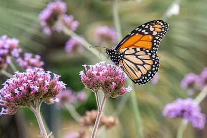 Los investigadores analizaron casi 400 especies de mariposas y concluyeron que los colores y patrones de las alas pueden confundir a los depredadores durante el vuelo
