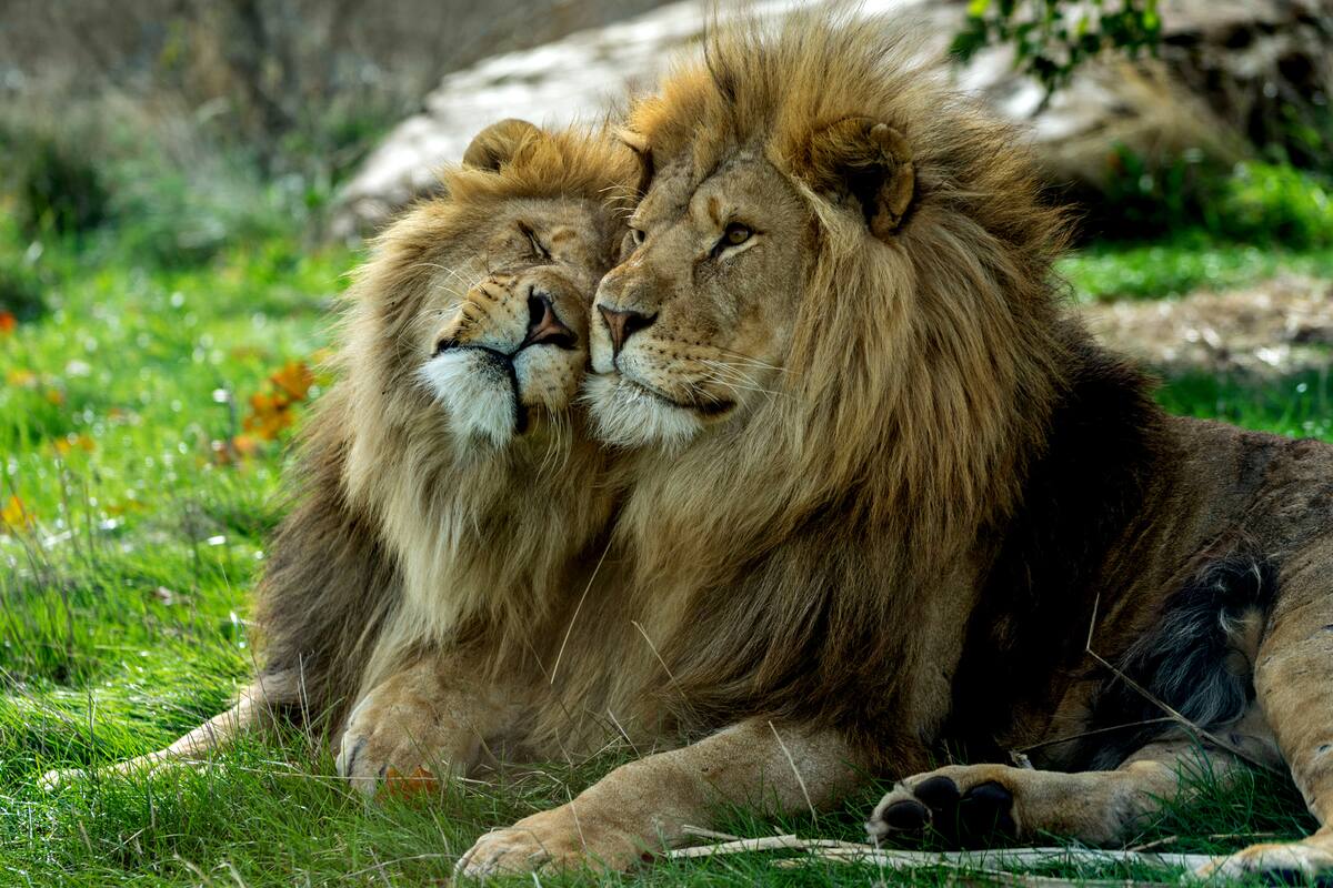 Los investigadores analizaron las 6649 especies de mamíferos vivos