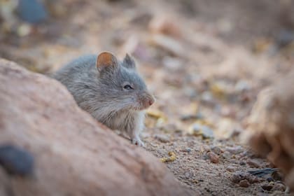 Los investigadores analizaron los genomas de 167 ejemplares recolectados en 33 localidades a lo largo de cinco expediciones de alta montaña