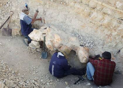 Los investigadores aseguran que tomó mucho esfuerzo sacar los huesos de la dura roca del desierto.