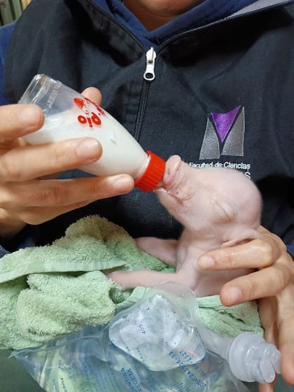 Los investigadores buscan desarrollar animales con modificaciones genéticas que reduzcan el rechazo inmunológico en futuros trasplantes de órganos