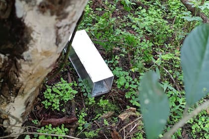 Los investigadores colocaron trampas durante tres días y capturaron 60 roedores silvestres