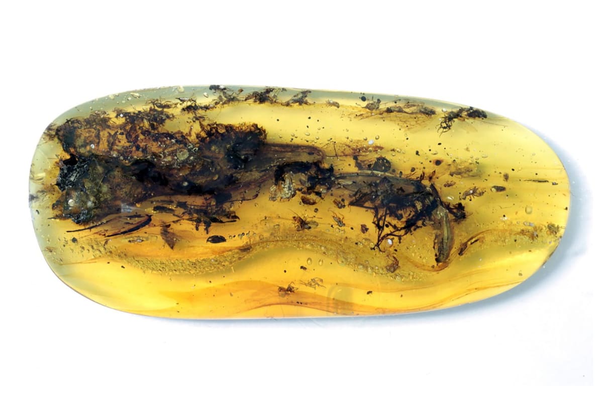 Los investigadores comenzaron a analizar el inusual reptil en 2019, un año antes de que un equipo separado publicara un artículo identificando erróneamente un fósil similar como el ave más pequeña jamás encontrada