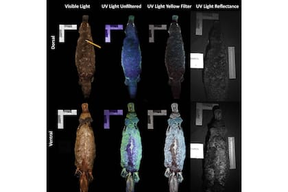 Los investigadores confirmaron que el pelaje del ornitorrinco se iluminaba de verde bajo la luz ultravioleta, pese a ser uniformemente marrón a la luz natural
