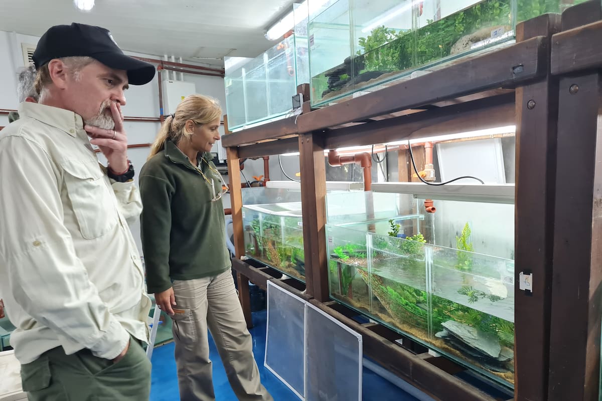 Los investigadores crían las ranitas patagónicas en la Fundación Temaikèn