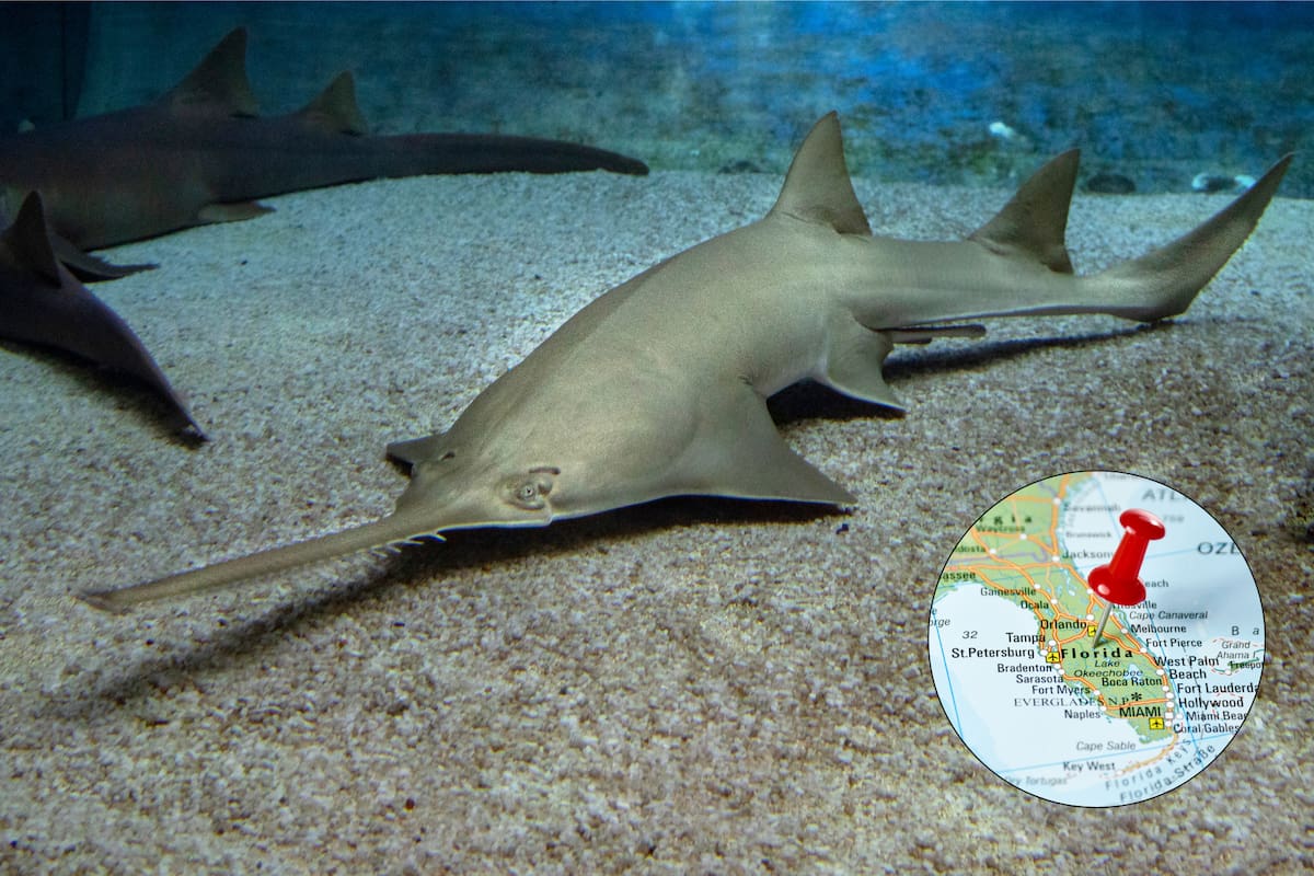 Los investigadores de la Universidad del Norte de Florida hallaron un pez sierra; se trata de un animal en peligro de extinción