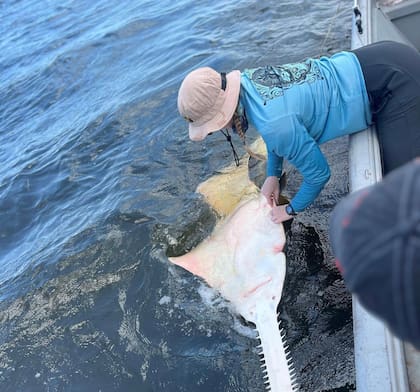 Los investigadores de la Universidad del Norte de Florida hallaron un pez sierra; se trata de un animal en peligro de extinción