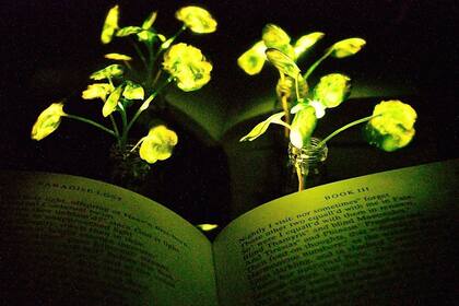 Los investigadores del MIT lograron hacer brillar plantas, incluso logrando que se recarguen de energía para liberarla como luz durante varias sesiones
