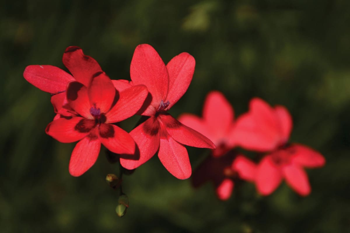 Los investigadores dicen que este descubrimiento revela una diferencia clave en la evolución de las plantas que viven en la tierra frente a las que pueden crecer en el agua