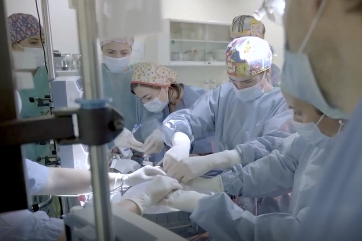 Los investigadores, en pleno trabajo con las placentas artificiales