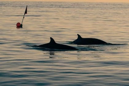 Los investigadores encontraron lo que creen que es una especie desconocida de ballena picuda frente a la costa de México