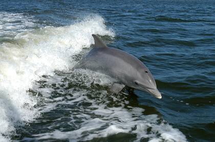 Los investigadores encontraron presencia de opioides en la grasa de los delfines nariz de botella del Golfo de México