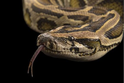 Los investigadores encontraron que la pitón birmana es extremadamente resistente a las neurotoxinas, al igual que la serpiente topo sudafricana