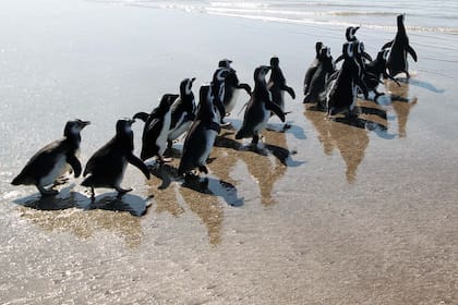 Los investigadores encontraron que "los pingüinos barbijo y de Adelia generan presiones considerables para expulsar sus heces del borde del nido"