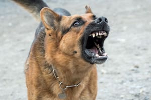 Los investigadores encontraron que los pit bulls y los perros de raza mixta presentan el mayor riesgo de morder y causar más daños