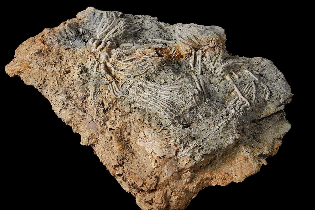 Los investigadores esperan que estos fósiles revelen información sobre el desarrollo evolutivo y la diversificación de estos equinodermos icónicos y ecológicamente importantes