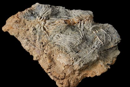 Los investigadores esperan que estos fósiles revelen información sobre el desarrollo evolutivo y la diversificación de estos equinodermos icónicos y ecológicamente importantes