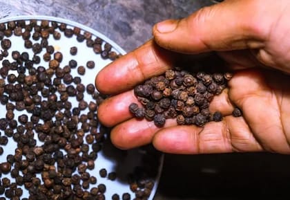Los investigadores están estudiando la piperina -el compuesto que le da el picante a la pimienta- como un posible estimulador de la pigmentación