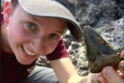 Los investigadores hallaron en Carolina del Sur dientes de estos animales que dan cuenta que en ese lugar había una especie de criadero natural, donde ellos vivían sus primeros años antes de adentrarse en aguas profundas