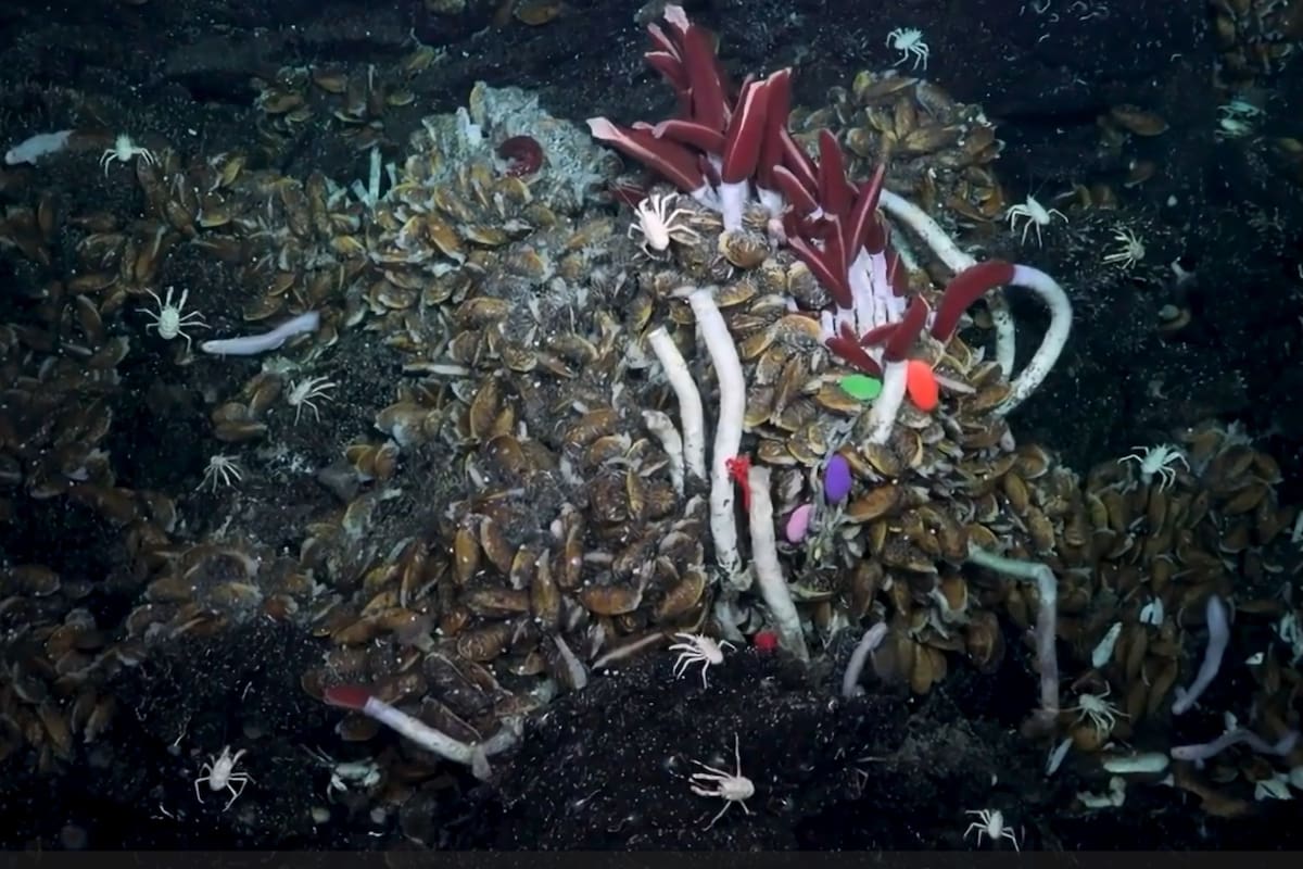 Los investigadores hallaron vida animal en la corteza submarina. (Schmidt Ocean Institute)