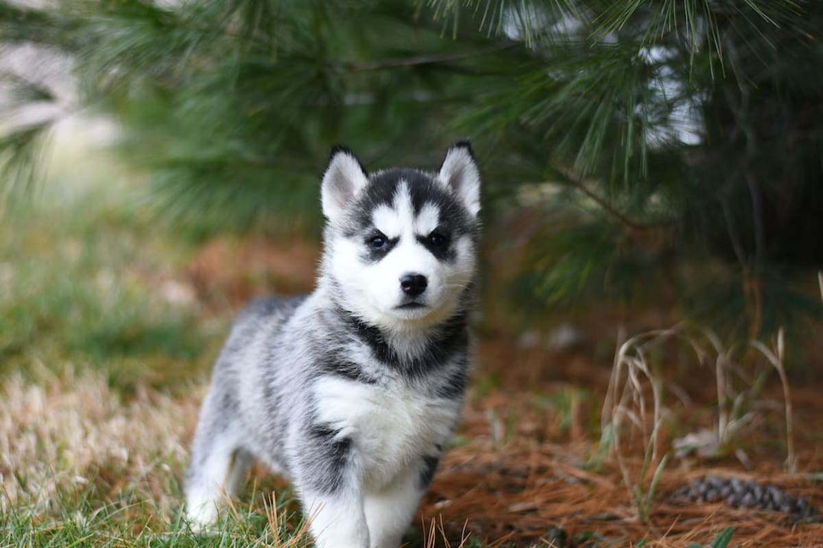 Los investigadores identificaron cinco tipos de personalidades en los perros (Foto Pexels)