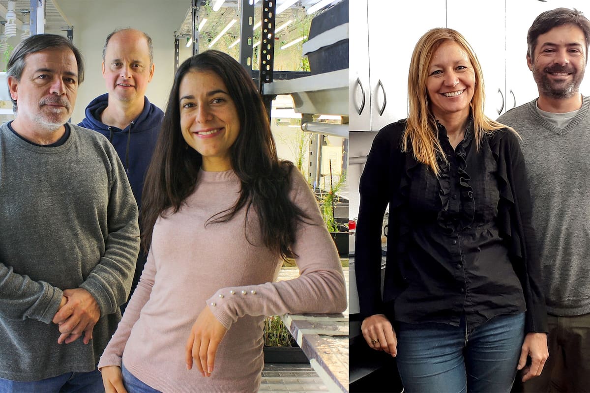 Los investigadores Jorge Muschietti, Pablo Cerdán, Sofía Arellano, Gabriela Pagnussat y Diego Fiol