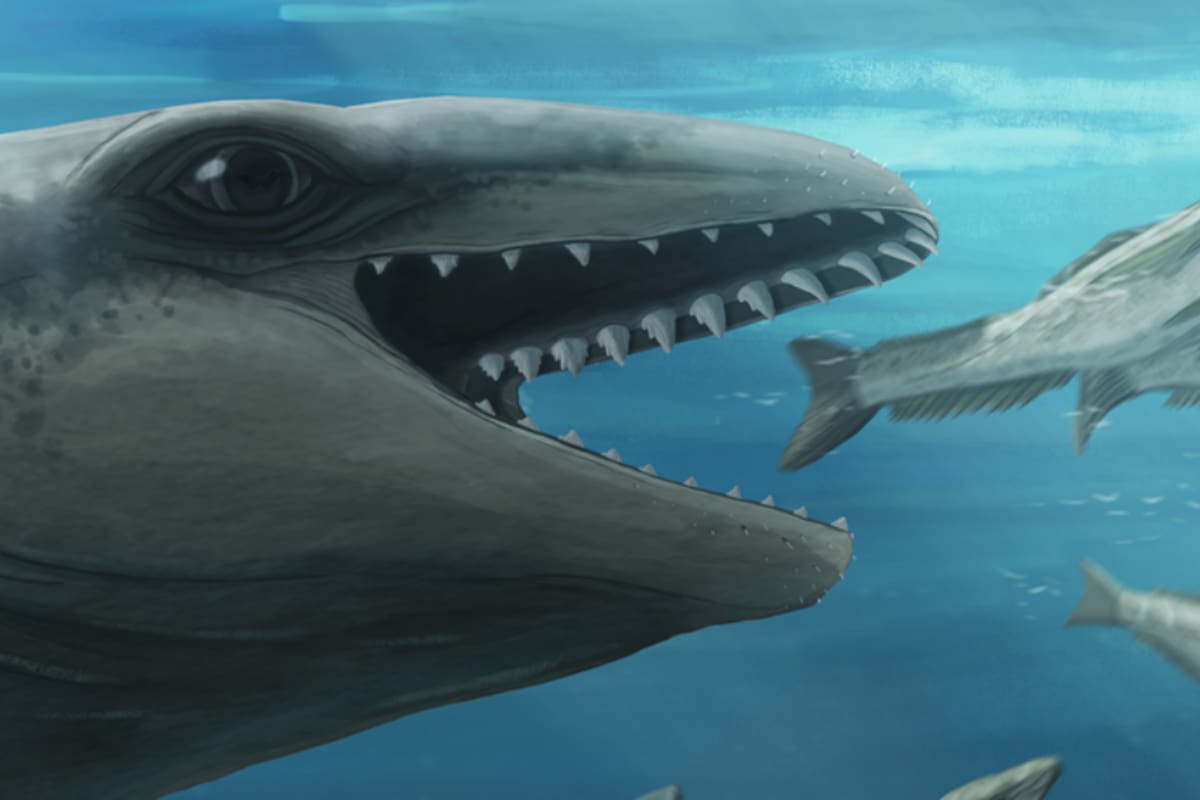 Los investigadores le dieron el nombre de Janjucetus dullardi a la especie (Foto: Museums Victoria)