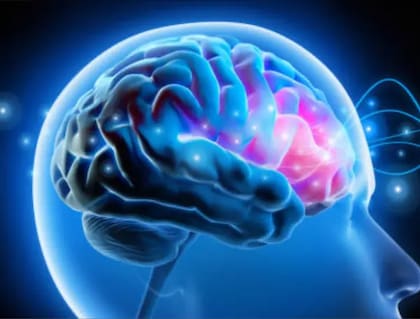 Los investigadores observaron específicamente efectos directos en el hipocampo, la región cerebral asociada fundamentalmente con la memoria