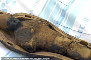 Los investigadores pudieron revelar qué contenía una misteriosa momia infantil