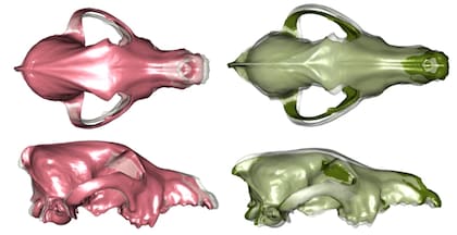 Los investigadores realizaron escanearon cada uno de los cráneos que estudiaron. El cráneo rosa de la izquierda en esta imagen corresponde a un perro moderno con hocico más corto, y la imagen verde de la derecha corresponde al cráneo de un lobo