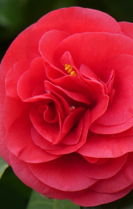 Los investigadores se concentran en una variedad de Camellia japonica