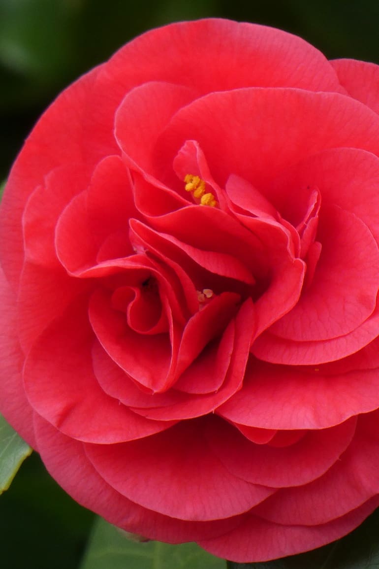 Los investigadores se concentran en una variedad de Camellia japonica
