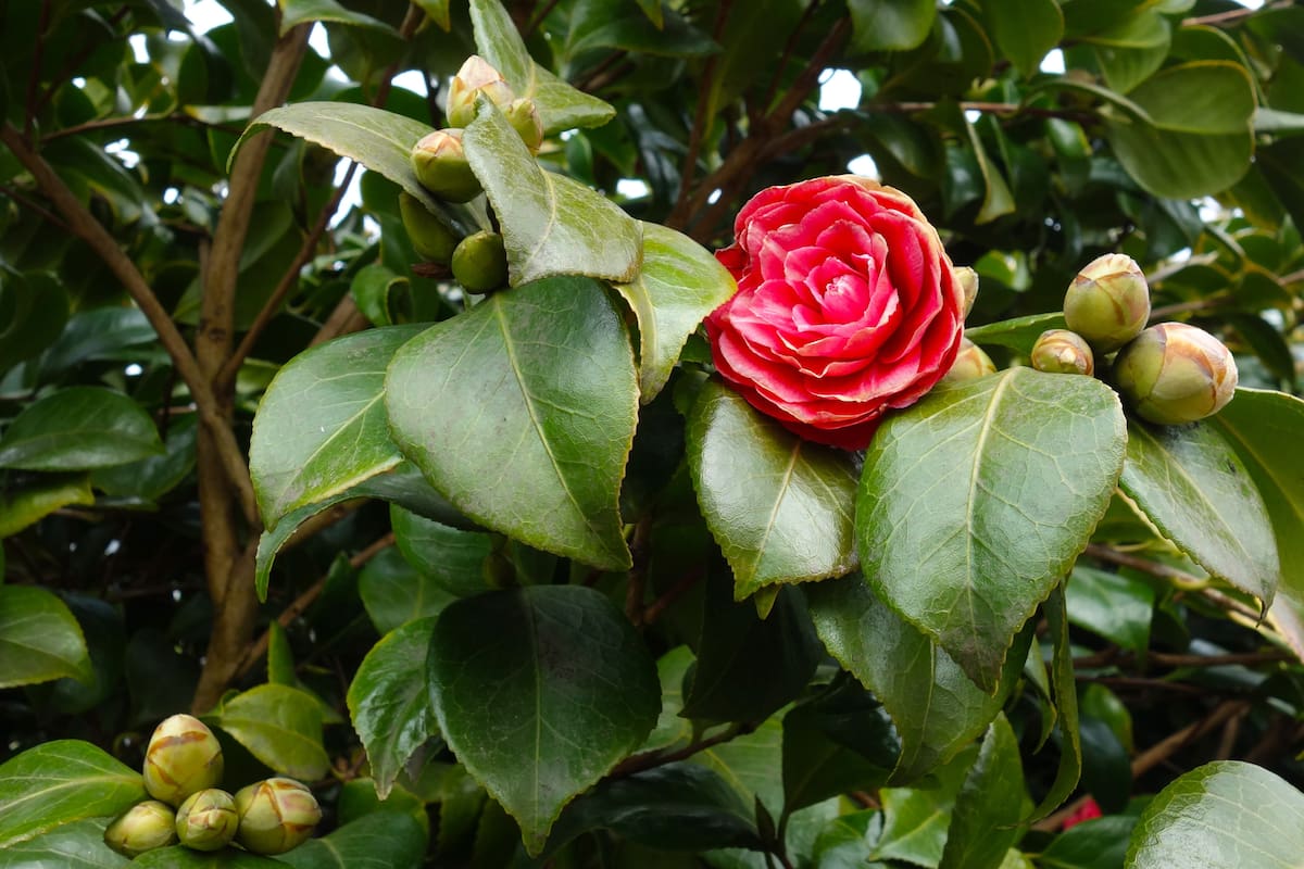 Los investigadores se concentran en una variedad de Camellia japonica