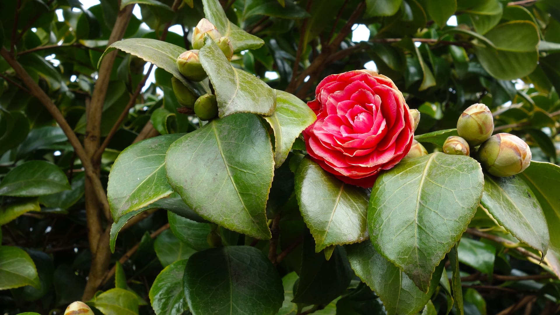 Los investigadores se concentran en una variedad de Camellia japonica