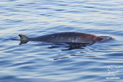 Los investigadores se encontraban en el agua en búsqueda de otra especie cuando descubrieron a los nuevos ejemplares