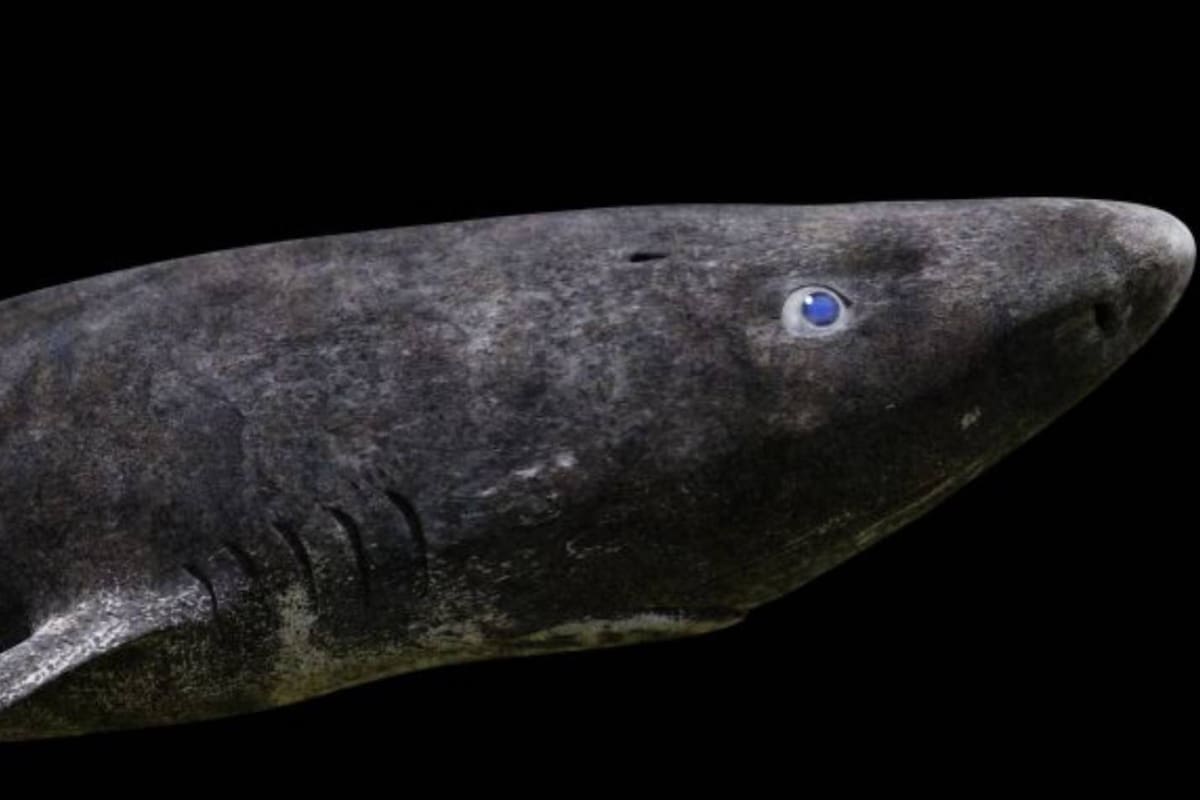Los investigadores sugirieron que el tiburón de Groenlandia podría llegar hasta los 512 años