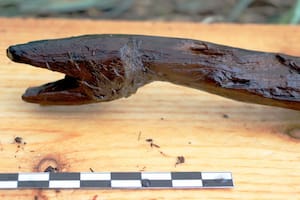 Los investigadores todavía no pudieron identificar a la especie de la serpiente representada en la figura de madera