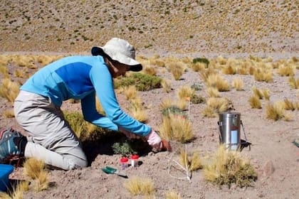 Los investigadores tomaron muestras de las plantas para analizar su secuencia genética.