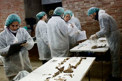 Los investigadores trabajaron diez meses en este proyecto