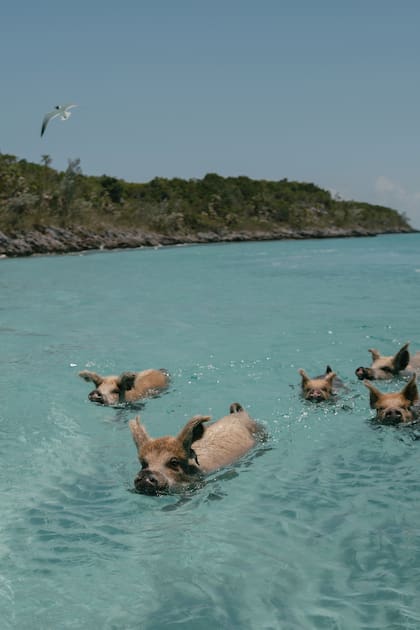 Los invitados tuvieron
la oportunidad
de nadar en las
aguas cristalinas
de Bahamas, una
isla que también es
famosa por sus cerdos
nadadores