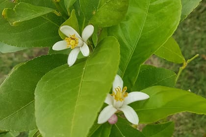 Los irresistibles azahares del limonero