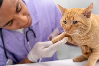 Los italianos tendrán derecho a pedir una licencia de hasta tres días al año para cuidar a sus mascotas enfermas