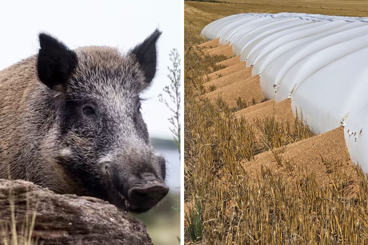 Los jabalíes le rompieron al productor Daniel Barcelonna un bolsón de unos 240.000 kilos de trigo