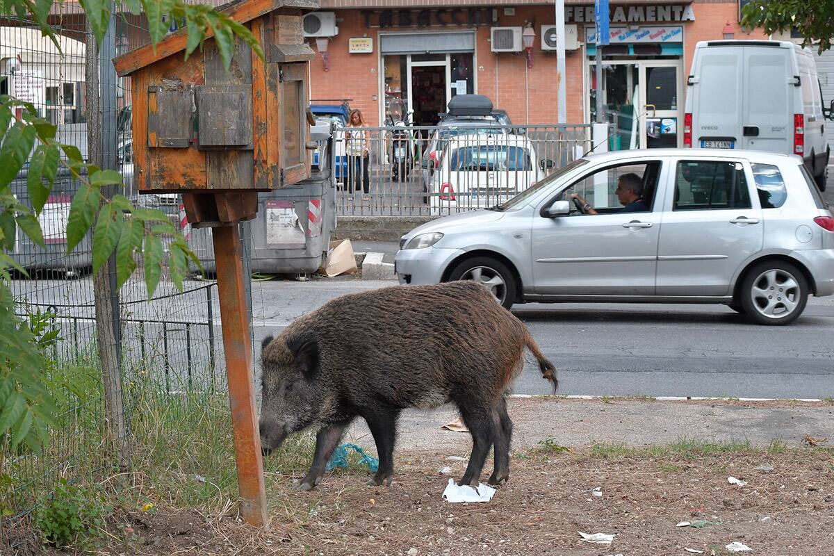 Los jabalíes ponen en alerta a los vecinos en Roma
