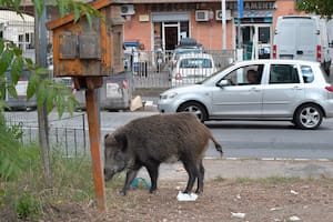 Los jabalíes ponen en alerta a los vecinos en Roma