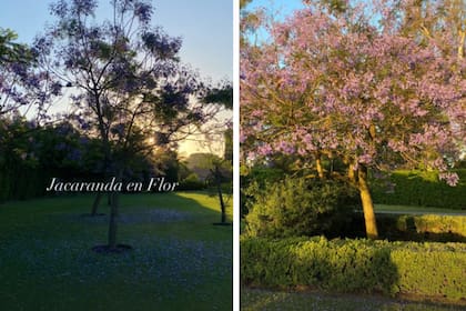 Los jacarandás de Awada